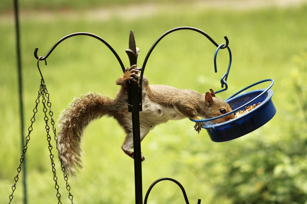 DonnaWells08's tweet photo. An acrobatic bird seed thief. #squirrelshenanigans https://t.co/Huo5nUgwOa