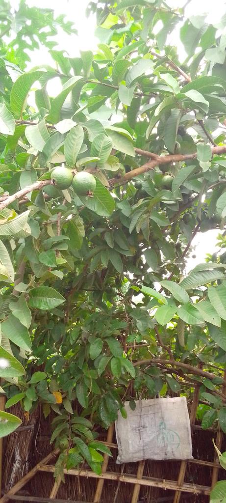 Mausami Fruits and Vegetables ko khaiye aur apna sehat banaiye.