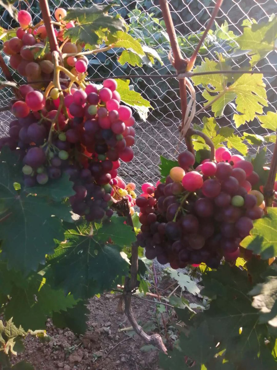 BellaTian7's tweet photo. Wanna eat grapes? come here 😄😋😉 https://t.co/D3qOYSwWPp