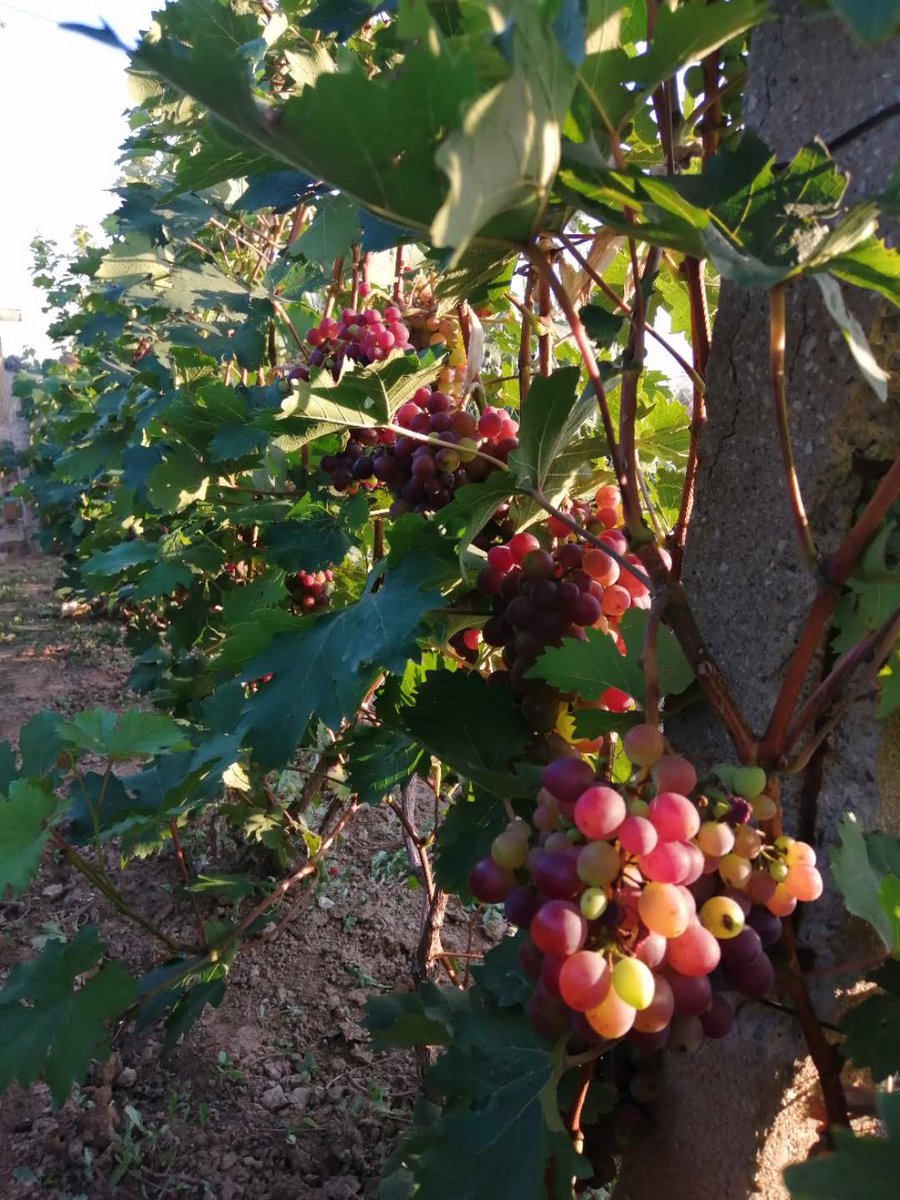 BellaTian7's tweet photo. Wanna eat grapes? come here 😄😋😉 https://t.co/D3qOYSwWPp