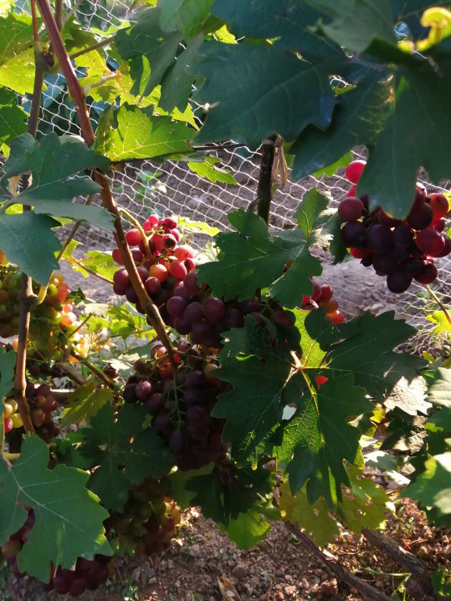 BellaTian7's tweet photo. Wanna eat grapes? come here 😄😋😉 https://t.co/D3qOYSwWPp