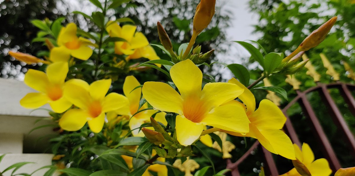 shaarmia_'s tweet photo. Golden Trumpet.💛 #shacamupz #oneplusclicks https://t.co/wE0SMC2rpx
