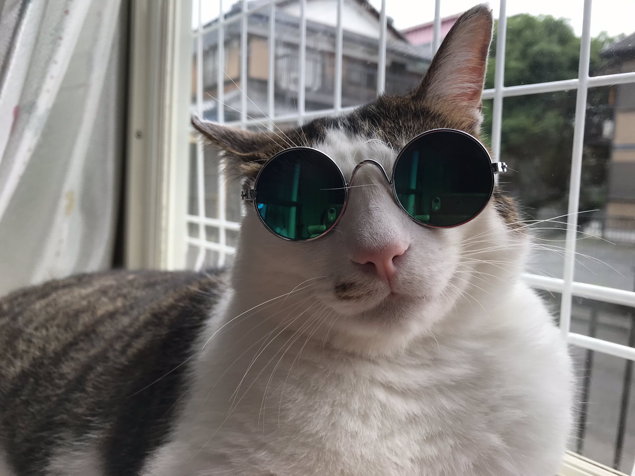 猫サングラス Twitter Search Twitter