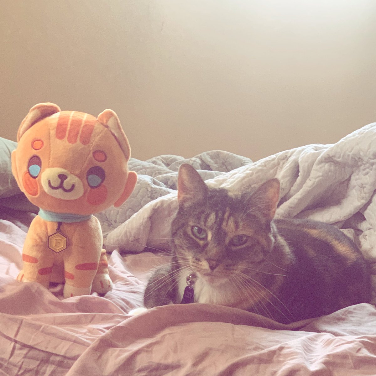 lucyloothecat's tweet photo. mine fremd,, FRUMKIN 

#crittercat https://t.co/FRdprsiqxL