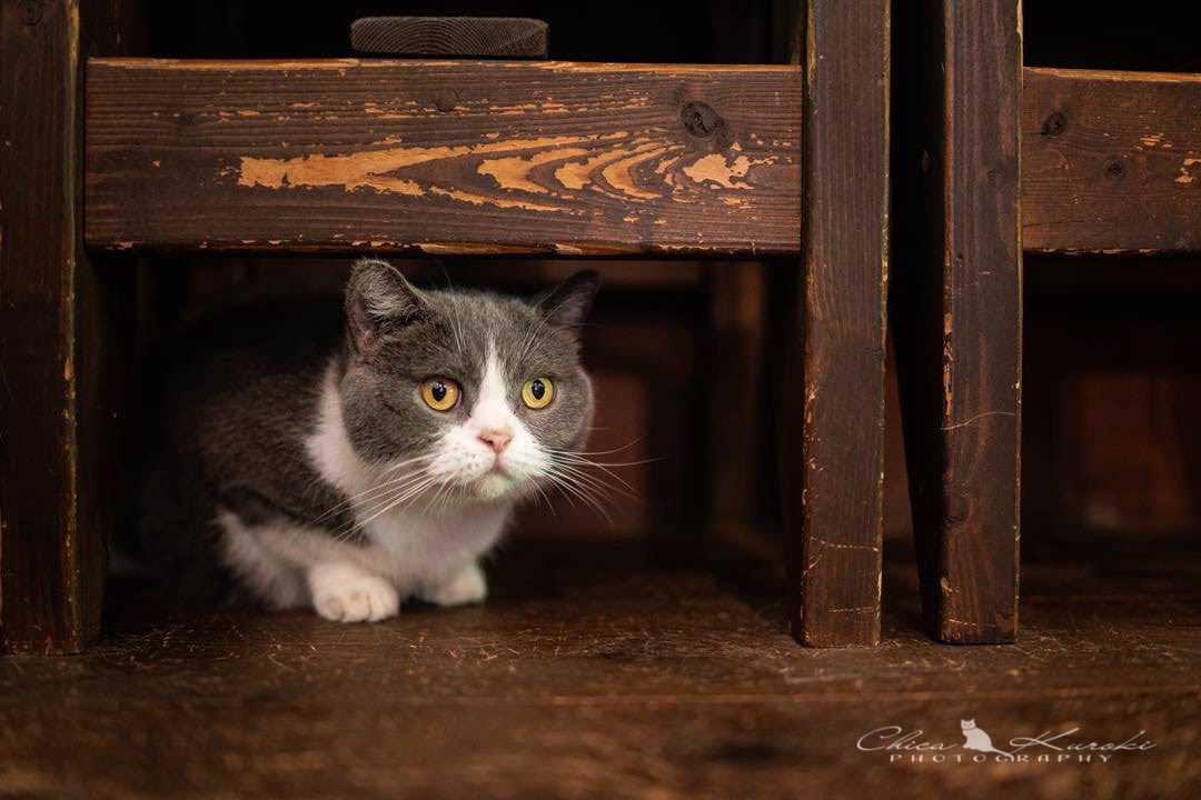 momomaco_photo's tweet photo. 『かふぇねこ』
#写真好きな人と繋がりたい #ファインダー越しの私の世界 #東京カメラ部 #カメラ女子 #写真で伝えたい私の世界 #ふぉと #nekoclub #NEKOくらぶ
#ig_catclub⠀#ネコスタグラム⠀
#ふわもこ部⠀ #にゃんすたぐらむ⠀
#ねこのきもち⠀ #la_cat⠀
#cat_features⠀ #cat_delight⠀ #美猫 https://t.co/xExyQuAOZ2