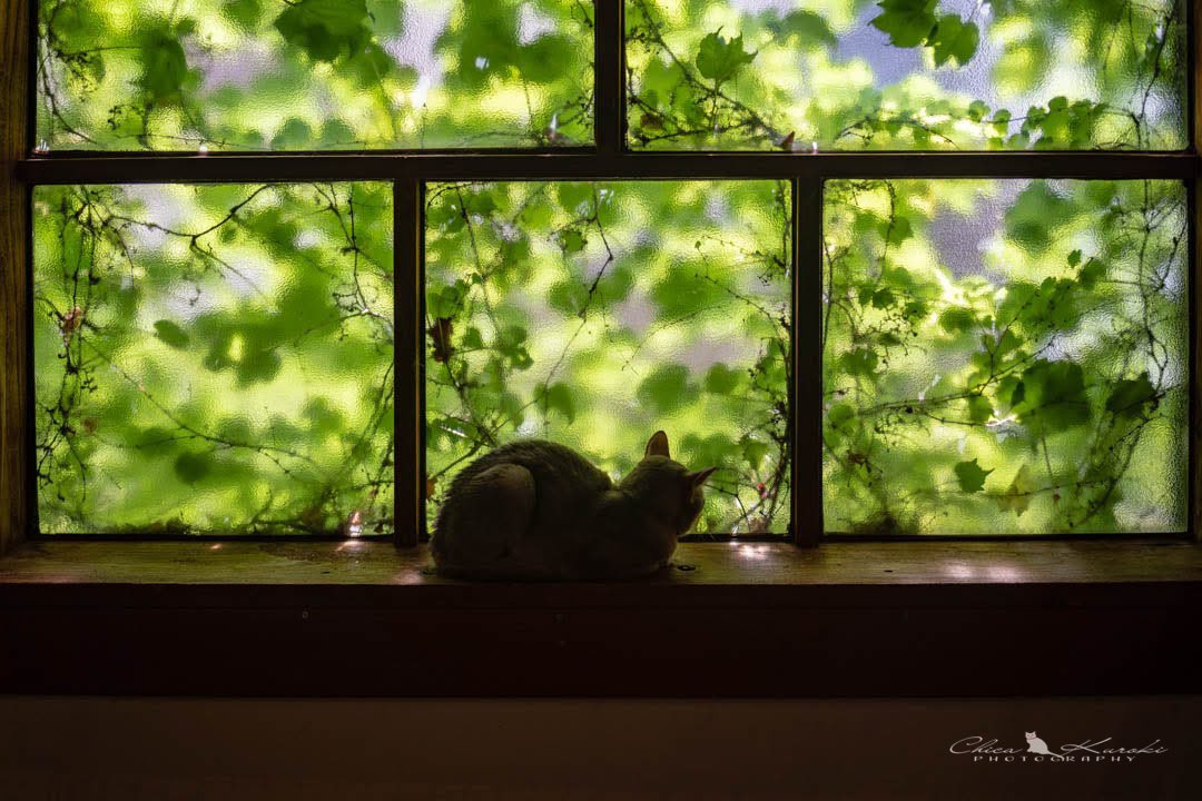 momomaco_photo's tweet photo. 『かふぇねこ』
#写真好きな人と繋がりたい #ファインダー越しの私の世界 #東京カメラ部 #カメラ女子 #写真で伝えたい私の世界 #ふぉと #nekoclub #NEKOくらぶ
#ig_catclub⠀#ネコスタグラム⠀
#ふわもこ部⠀ #にゃんすたぐらむ⠀
#ねこのきもち⠀ #la_cat⠀
#cat_features⠀ #cat_delight⠀ #美猫 https://t.co/xExyQuAOZ2