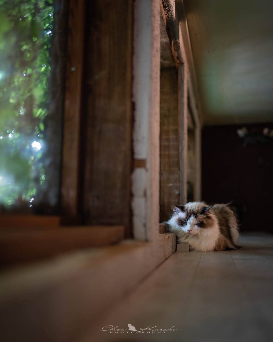 momomaco_photo's tweet photo. 『かふぇねこ』
#写真好きな人と繋がりたい #ファインダー越しの私の世界 #東京カメラ部 #カメラ女子 #写真で伝えたい私の世界 #ふぉと #nekoclub #NEKOくらぶ
#ig_catclub⠀#ネコスタグラム⠀
#ふわもこ部⠀ #にゃんすたぐらむ⠀
#ねこのきもち⠀ #la_cat⠀
#cat_features⠀ #cat_delight⠀ #美猫 https://t.co/xExyQuAOZ2