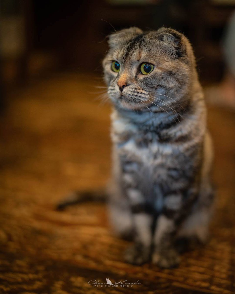 momomaco_photo's tweet photo. 『かふぇねこ』
#写真好きな人と繋がりたい #ファインダー越しの私の世界 #東京カメラ部 #カメラ女子 #写真で伝えたい私の世界 #ふぉと #nekoclub #NEKOくらぶ
#ig_catclub⠀#ネコスタグラム⠀
#ふわもこ部⠀ #にゃんすたぐらむ⠀
#ねこのきもち⠀ #la_cat⠀
#cat_features⠀ #cat_delight⠀ #美猫 https://t.co/xExyQuAOZ2