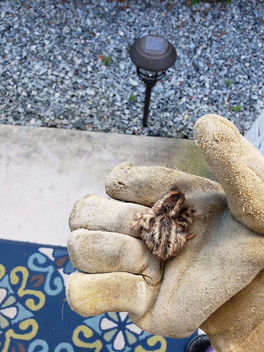 exoticdriver's tweet photo. So this happened today! I saved 7 baby quail and returned them to their mother . I relocated the family safely away from the cat who was trying to eat them . I guess I'm sort of like Batman https://t.co/tAnTGYJUG1