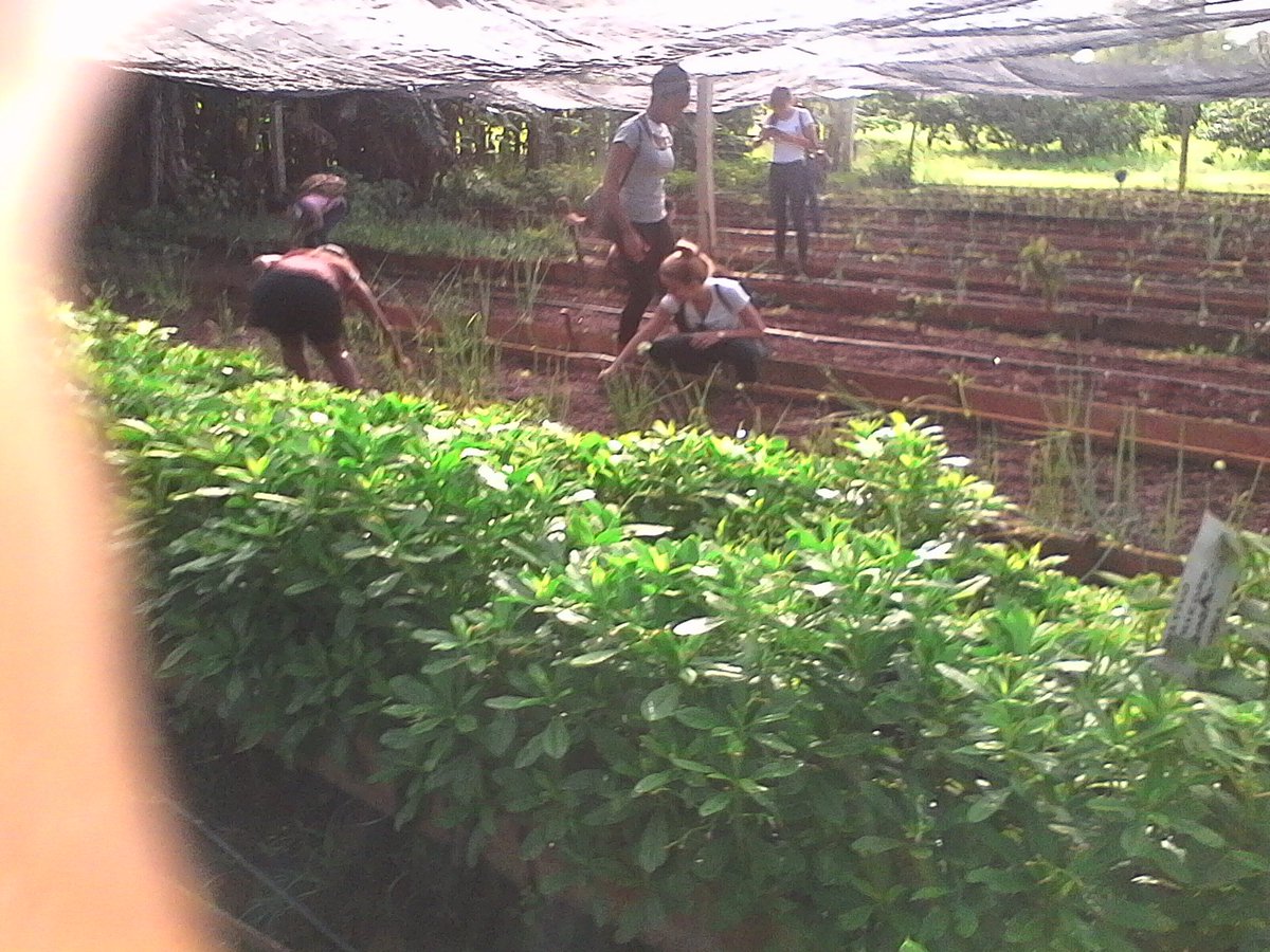 FelipeYasmany's tweet photo. Actividad productiva en la agricultura en Jaruco por los estudiantes de la FEU y la los trabajadores del CUM en saludos al 26 de julio. https://t.co/3dcpqWaq3X