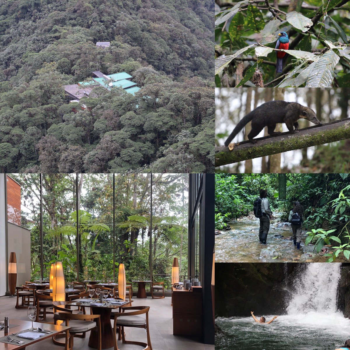 RIExpeditions's tweet photo. Mashpi lodge is located in the cloud forest of Ecuadorian Choco, one of the planets biodiversity hotspots. It is definitely the new way to travel as it’s set on 2500 hectares of cloud forest on only 47 guests. 
.
.
.
#remoteislandsexpeditions #newwaytotravel #cloudforest #ecuador https://t.co/I19bpsNzGy