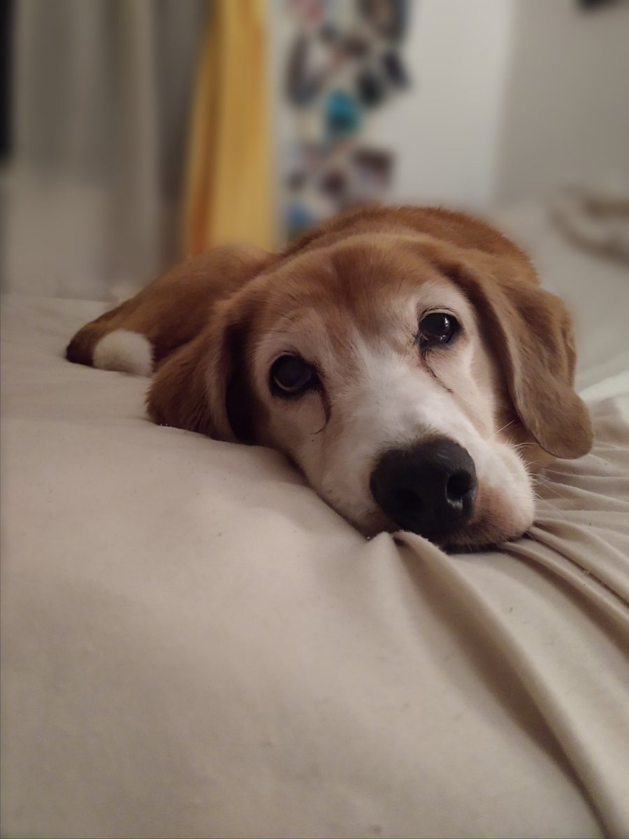 Paintbrush_Tail's tweet photo. Is it time for bed yet? How about now?
#sleepface #dognap
πΆπ€π€π€
@IngloriousDogs @dogandpuplovers @puppy_snuggles @dogcelebration https://t.co/lpZazKPhI0