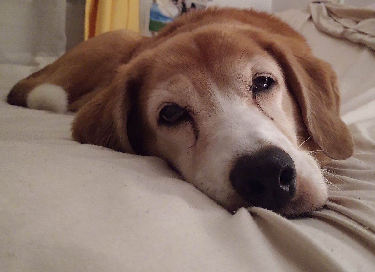 Paintbrush_Tail's tweet photo. Is it time for bed yet? How about now?
#sleepface #dognap
πΆπ€π€π€
@IngloriousDogs @dogandpuplovers @puppy_snuggles @dogcelebration https://t.co/lpZazKPhI0
