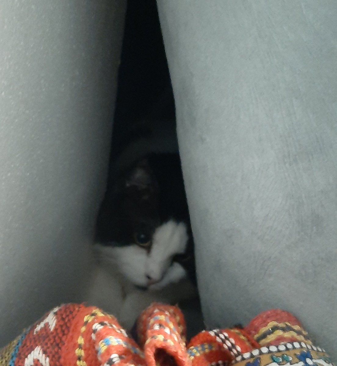 maya_bluejay's tweet photo. I spent hours looking for him 🤦‍♀️🤦‍♀️
#Cat #Caturday https://t.co/AWuKjS3Cyr