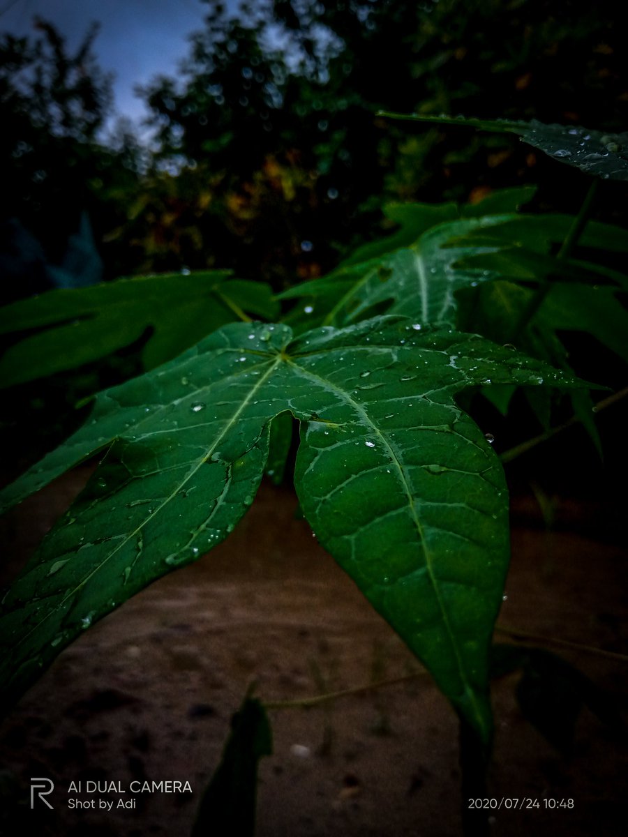 the_aditya22's tweet photo. 🌧️💧☘️
#realmeshot https://t.co/GHKvY5bs9V