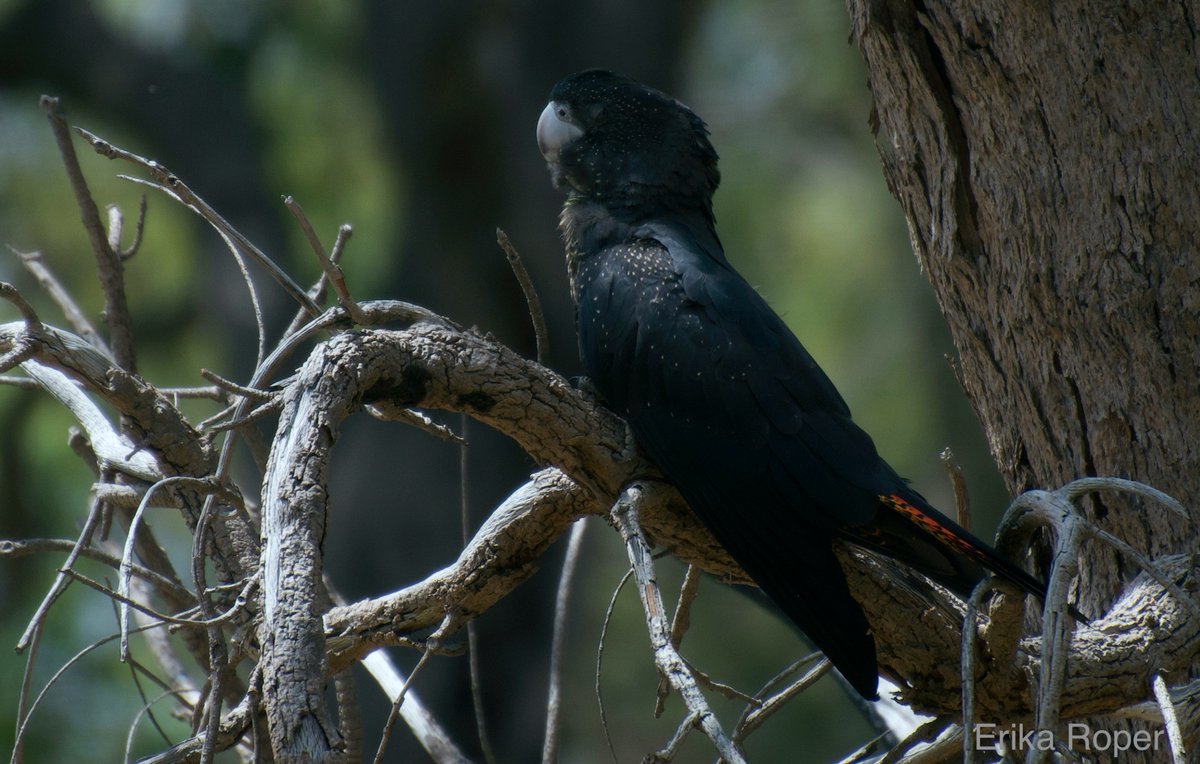  #BlackCockatoos might be considered by some to have the best  #fluffenchops. In fact, the scientific name for the genus of Black-cockatoos, Calyptorhynchus, means “hidden beak” in reference to their amazing fuffenchops.I may be biased though... hence the competition!