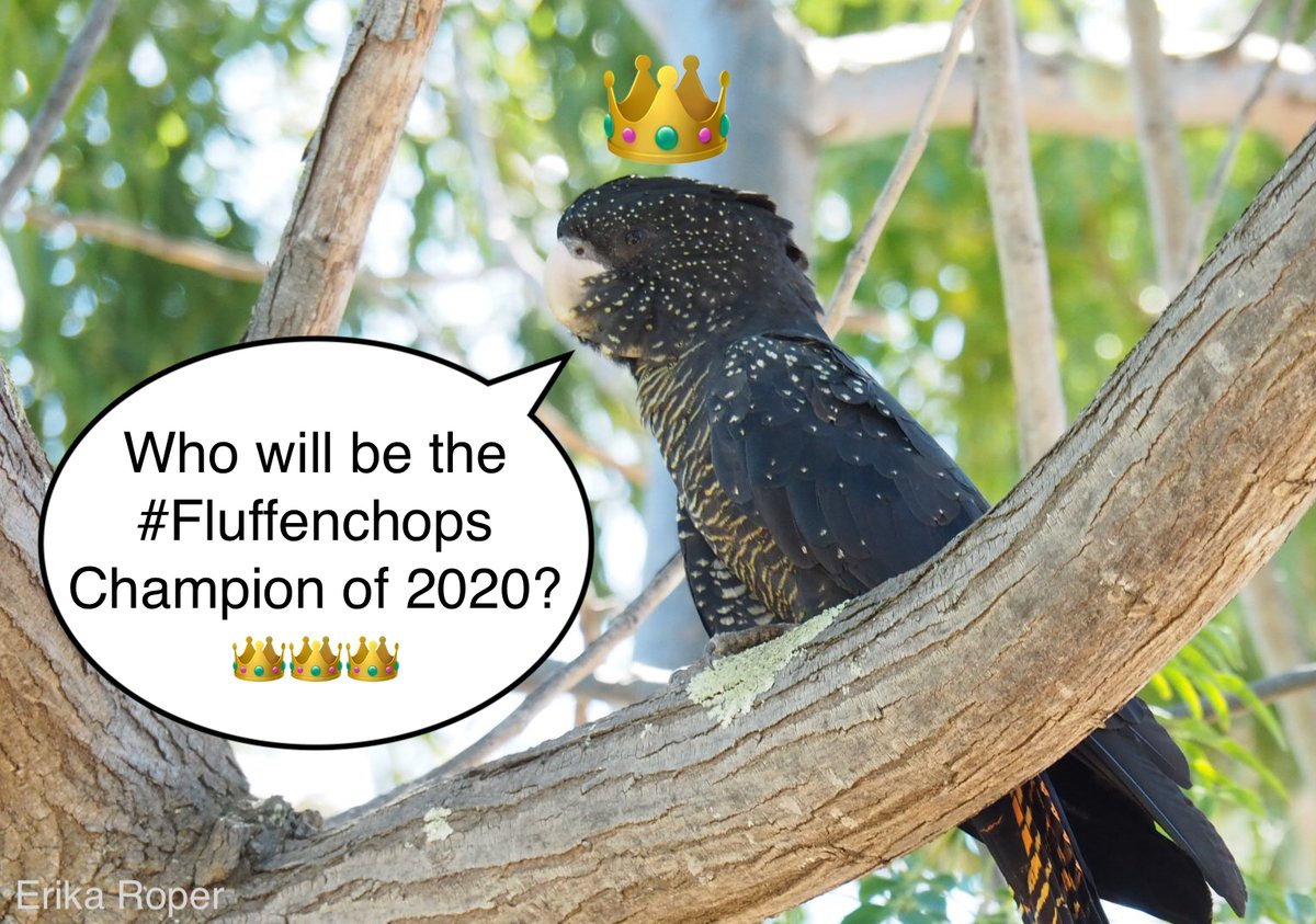 Nominate a species with excellent fluffenchops by sharing a properly credited photo using  #Fluffenchops2020. Nominees will be pitted against each other until there is just one  #Fluffenchops Champion remaining!Nominations close Monday 27th at 8am AWST, so get cracking!