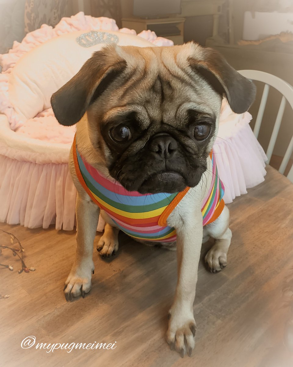 No matter what it is, I want it!🤪🤪🤪 much love mei mei💜xoxo #pugs #pugsofinstagram #dogsoftwitter #Dog #DogsofTwittter #cute #Savage #sweet #photography #instagood #instagram #instadaily #FridayFeeling #RainbowBaby #ThankGodItsFriday #photoshoot #puppy #puppylove