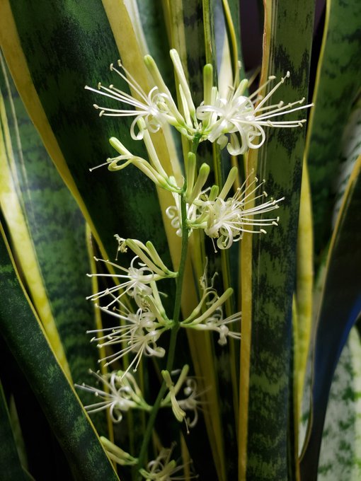 サンスベリア 花 匂い