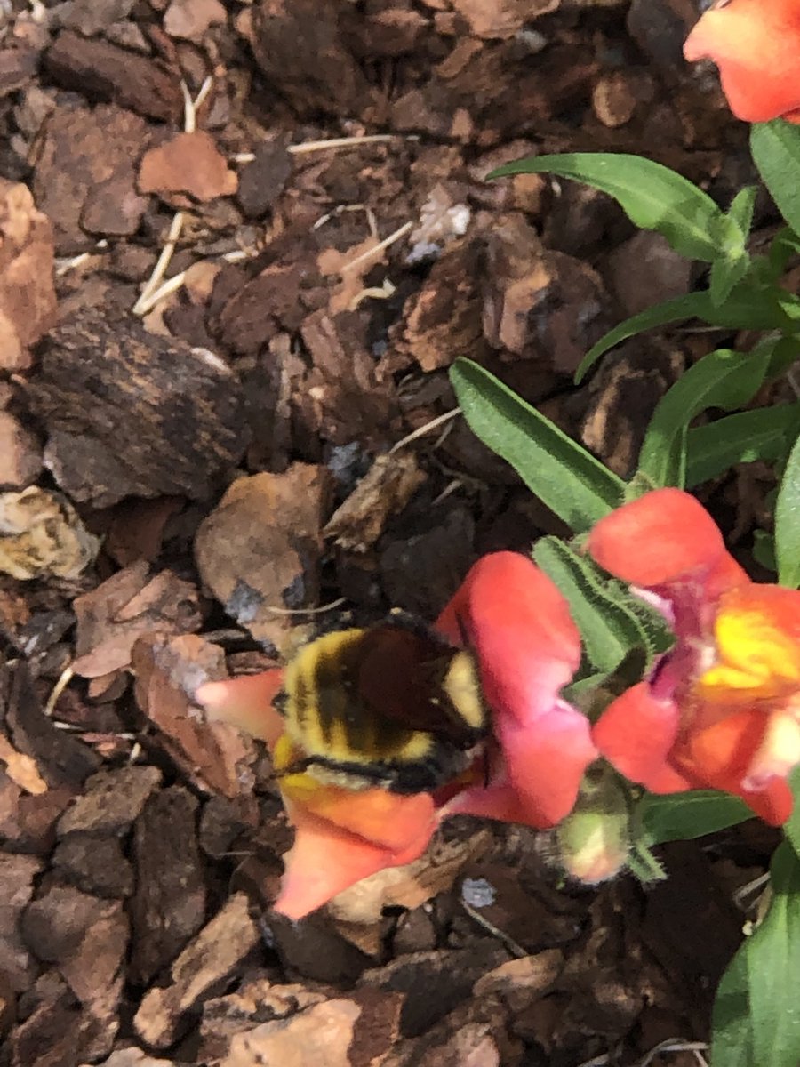 katebfrey's tweet photo. The humble snapdragon is bumblebee friendly. They are big and strong enough to pry the flower apart to access nectar and pollen https://t.co/Xf4PeawVCh
