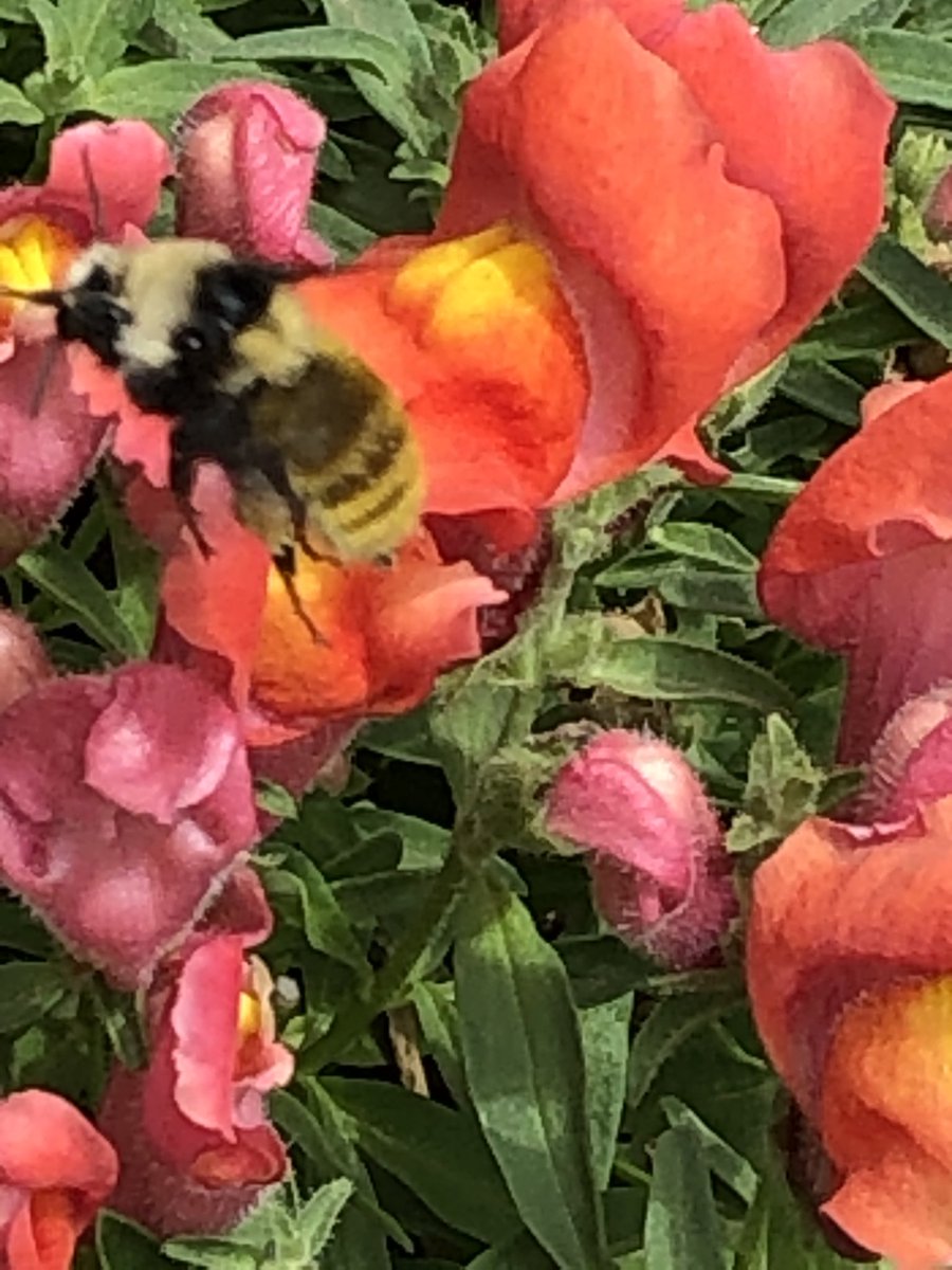 The humble snapdragon is bumblebee friendly. They are big and strong enough to pry the flower apart to access nectar and pollen