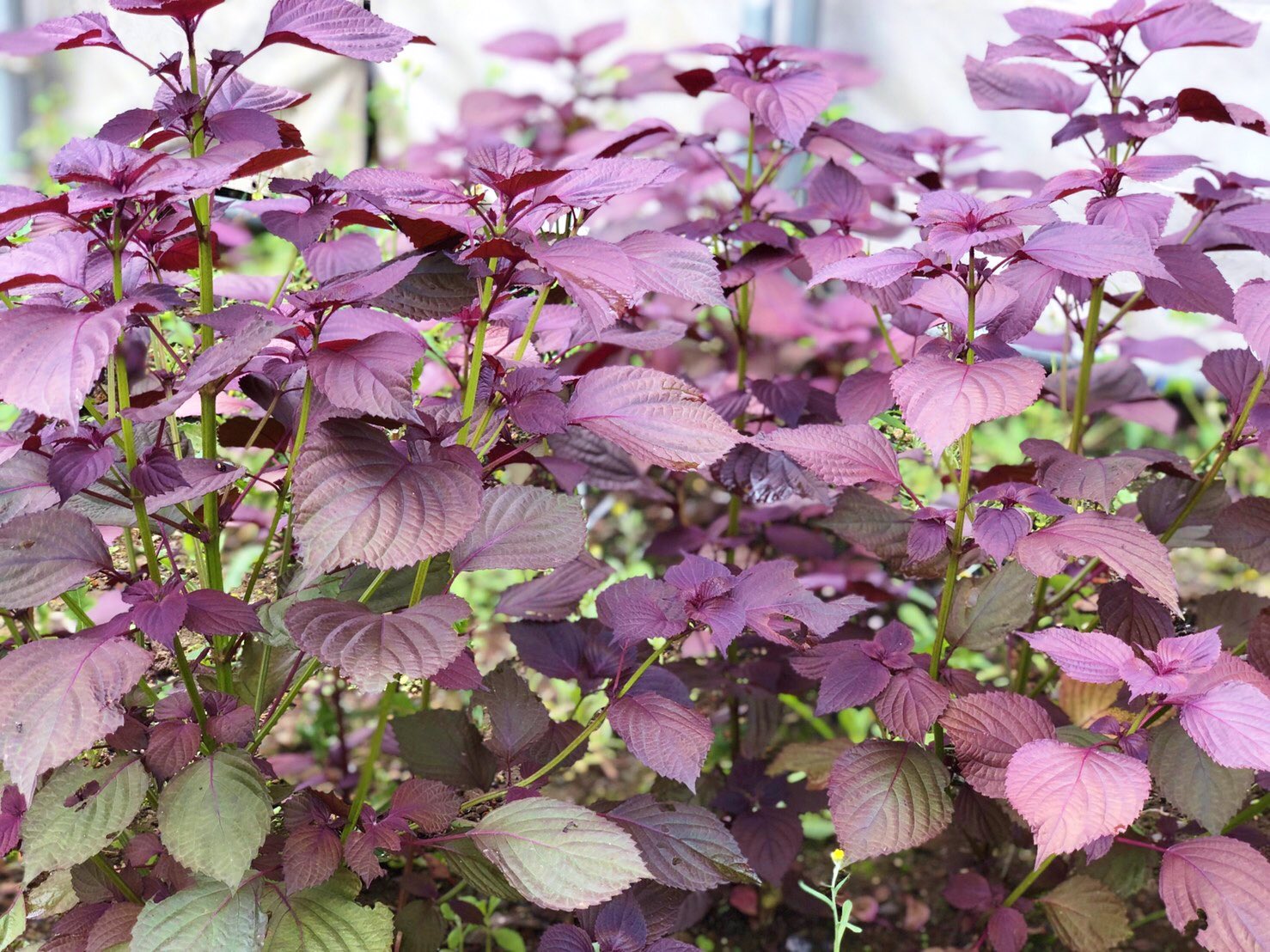 花 A Twitter 赤紫蘇 英名 Red Shiso 花言葉 力が蘇る ビルが取り壊され 更地になっていた土地に 赤紫蘇が茂っていた いったい何処から 花言葉通り蘇った 笑 ー ﾟ Oo 12時 シソ ﾅｴ T Co Ic9ulvly16 Twitter