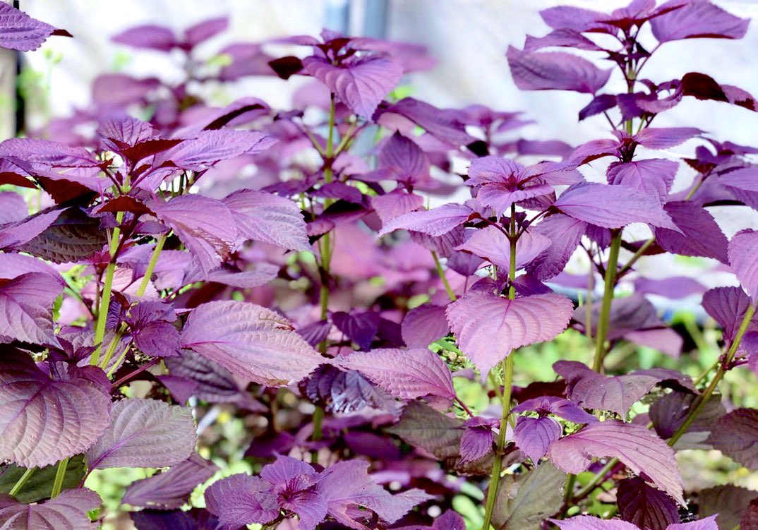 花 A Twitter 赤紫蘇 英名 Red Shiso 花言葉 力が蘇る ビルが取り壊され 更地になっていた土地に 赤紫蘇が茂っていた いったい何処から 花言葉通り蘇った 笑 ー ﾟ Oo 12時 シソ ﾅｴ T Co Ic9ulvly16 Twitter