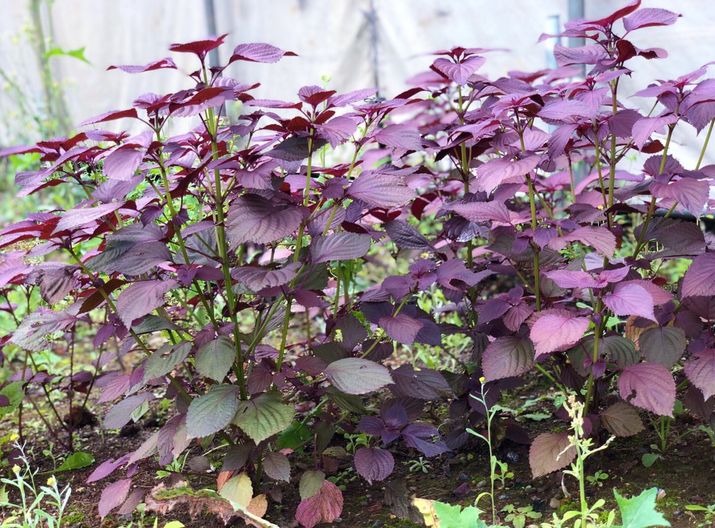 花 A Twitter 赤紫蘇 英名 Red Shiso 花言葉 力が蘇る ビルが取り壊され 更地になっていた土地に 赤紫蘇が茂っていた いったい何処から 花言葉通り蘇った 笑 ー ﾟ Oo 12時 シソ ﾅｴ T Co Ic9ulvly16 Twitter