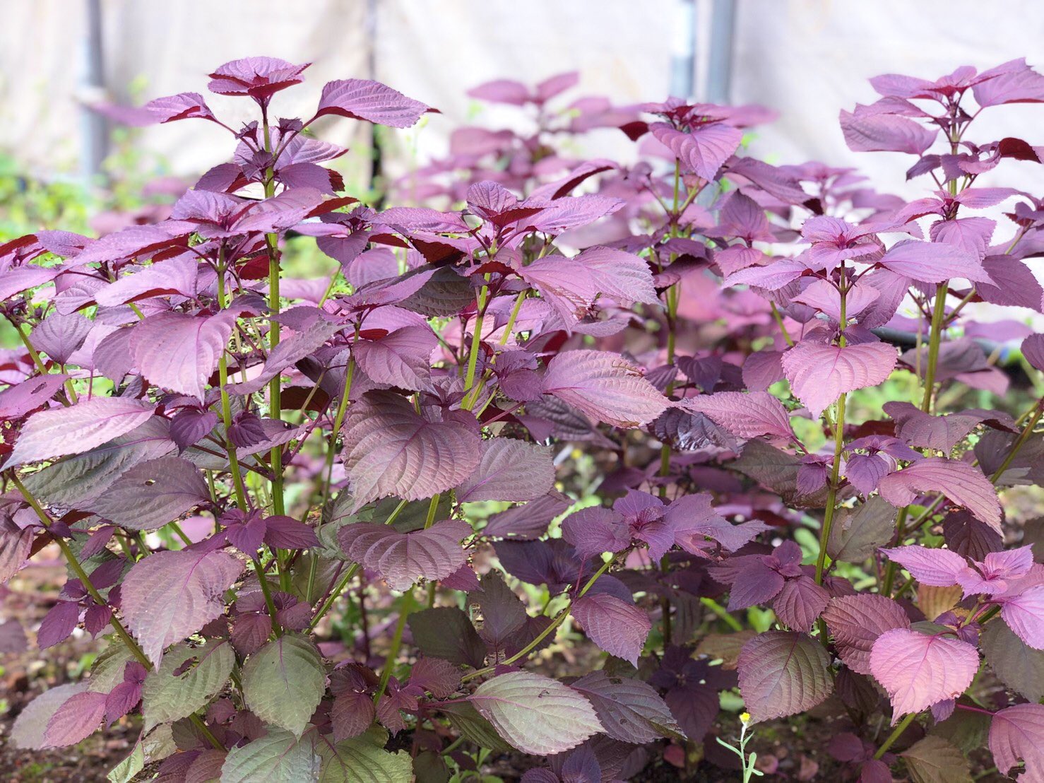 Uzivatel 花 Na Twitteru 赤紫蘇 英名 Red Shiso 花言葉 力が蘇る ビルが取り壊され 更地になっていた土地に 赤紫蘇が茂っていた いったい何処から 花言葉通り蘇った 笑 ー ﾟ Oo 12時 シソ ﾅｴ T Co Ic9ulvly16 Twitter