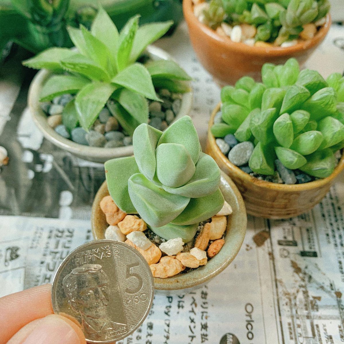 today i offer you: tiny succulents in tiny tea cups 🍵🌵🌱