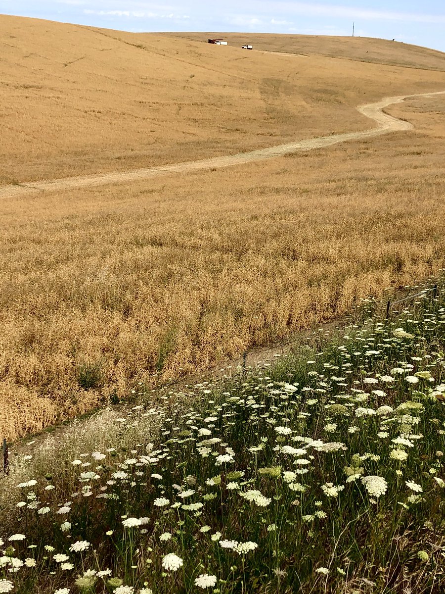Pea fields ready for harvest with wild carrots looking on. So much to imbibe in the surrounding landscapes