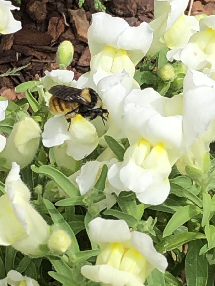 Bumblebees are displayed vividly against the white colored flowers.