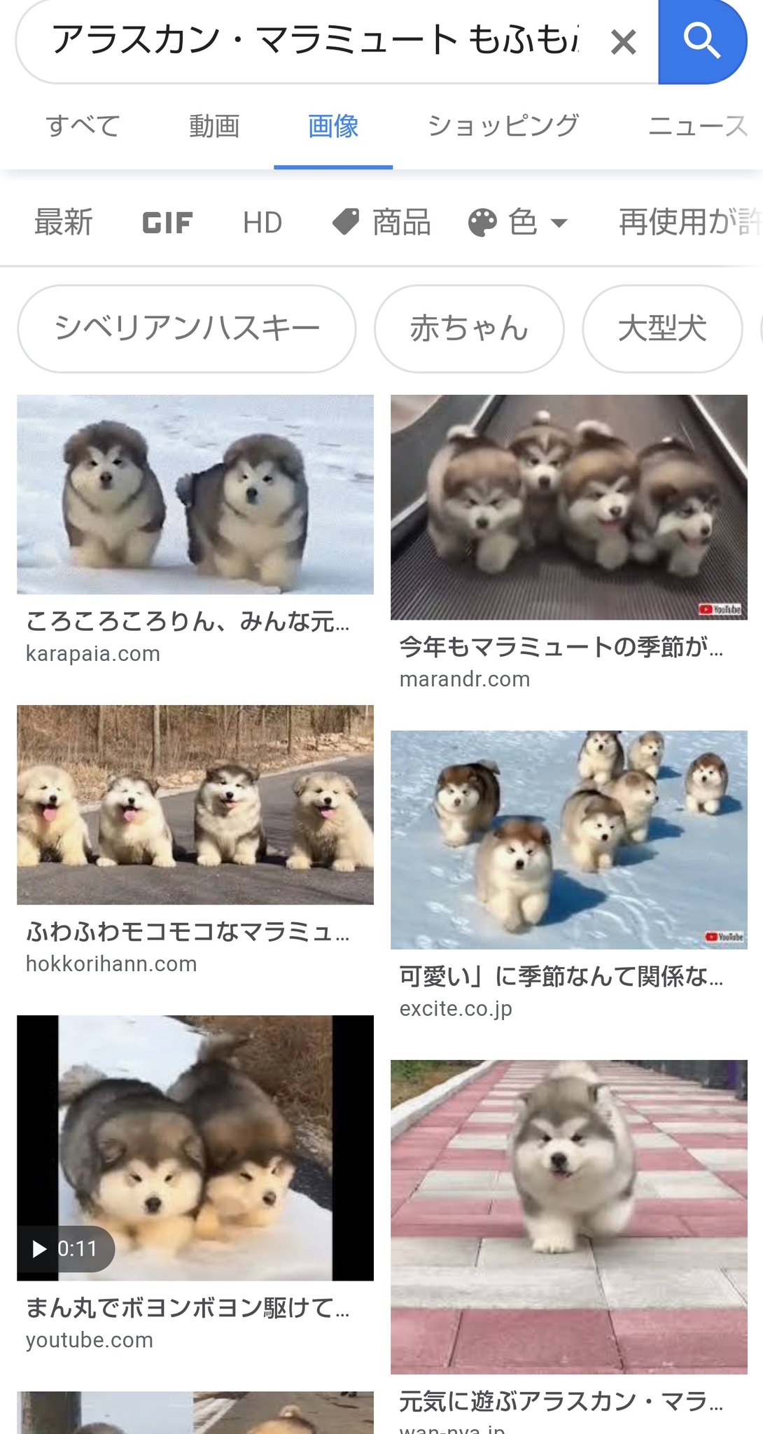 日向端トム子 على تويتر そうだ シータ いいことを教えてあげよう 困ったときのおまじない おまじない そう 古い古い 秘密の言葉 アラスカン マラミュート もふもふ 子犬 我を助けよ 光よ甦れという意味なの