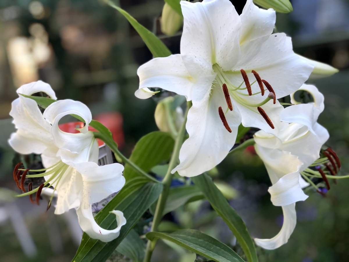 Casa Blanca lillies are a late lily season sumptuous lily- an epic of beauty, elegance and wafting fragrance