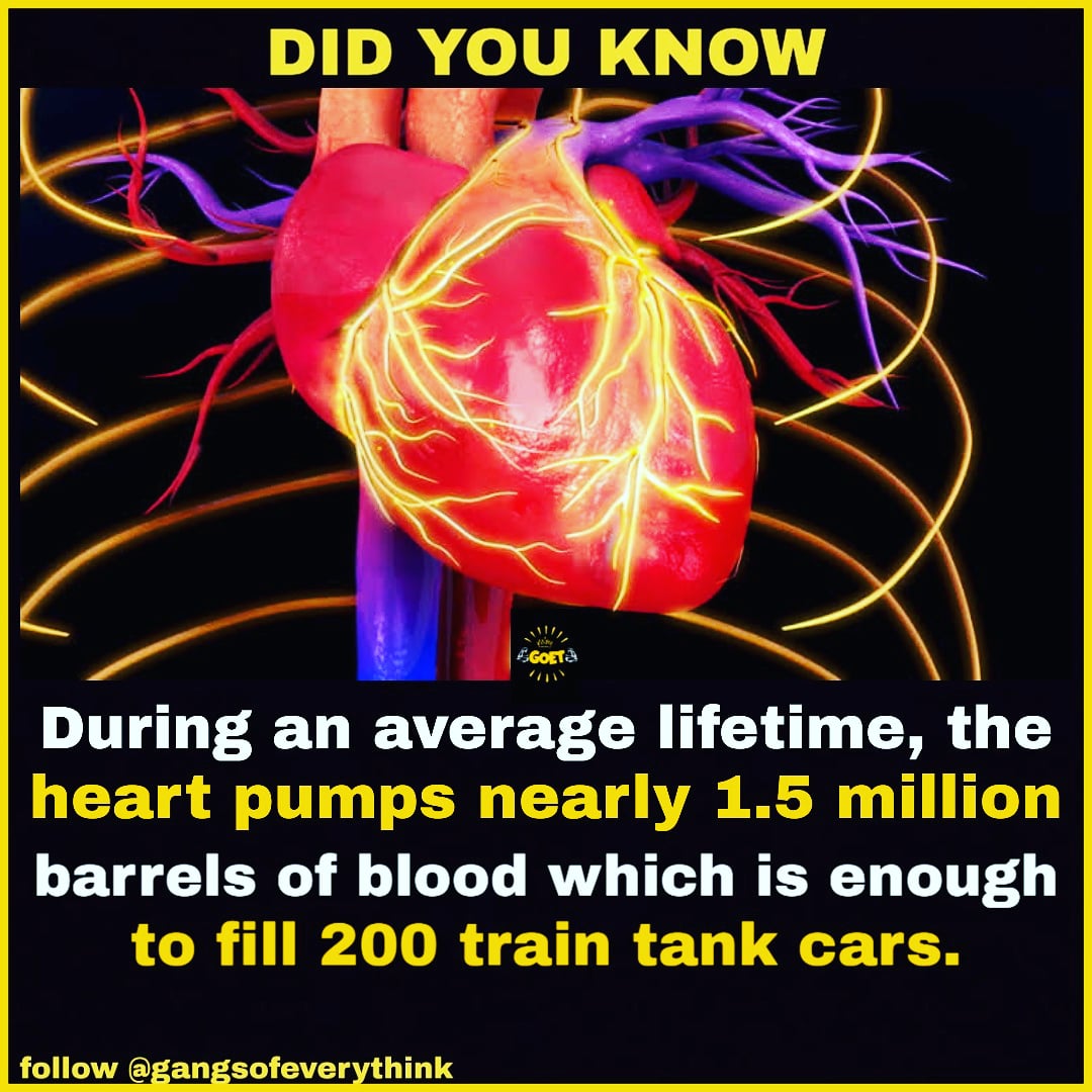 FactsbyGOET's tweet photo. Did you know this before ? 😯
Want to #knowmore then #follow
@gangsofeverythink also #subscribe our #youtube #channel #linkinbio👆
#heart #heartfacts #blood #bloodfacts #body #bodyfacts #scince #sciencefacts #anatomy #anatomyfacts #bodystructure #wow #unique #facts #knowlegdes https://t.co/Mdiz3OcbPh