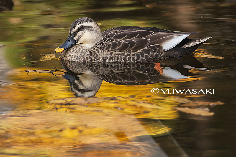 岩崎政志 以前撮った紅葉の日だまりのカモに情緒がありましたまるで水彩画のような輝きがあり絵にする事前提にすれば情緒になります カモ 鳥 鳥写真 動物写真