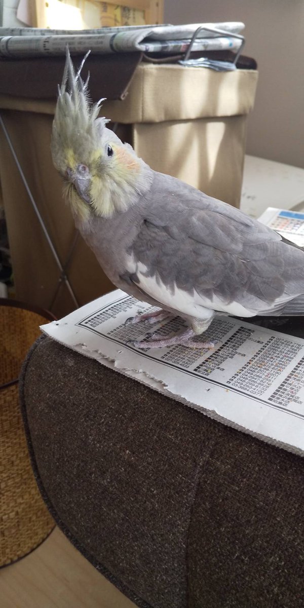 p_chan_0520's tweet photo. オカメインコを迷子にしてしまって9日目…探してます💦
昨日は杜の里、田井町、宝町方面。
今日は城南、大桑方面にチラシ配布しております。
目撃、保護のお知らせお願い致します🙇‍♂️
#石川県 #金沢市 #迷子鳥 #インコ #拡散希望RTお願いします https://t.co/6PmxzFcX1r