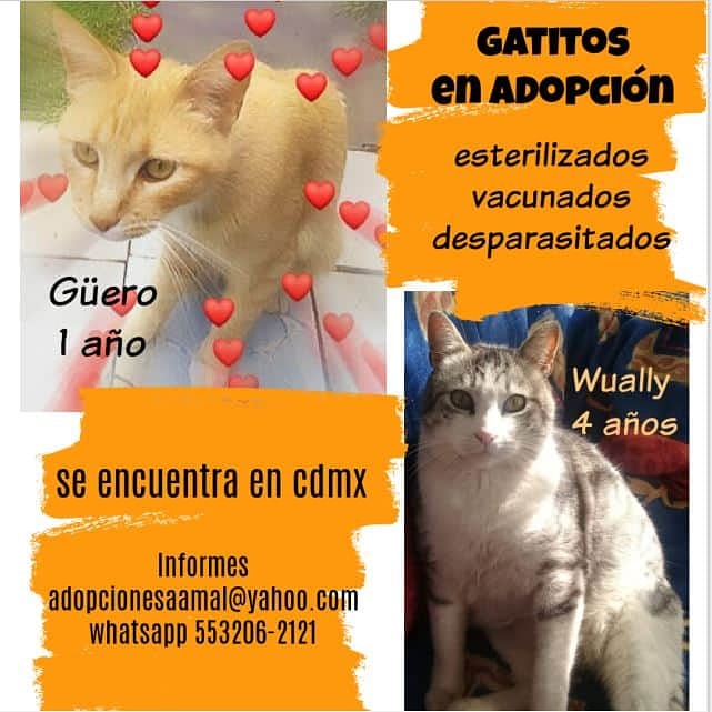 <a href="/lagateria/">La Gatería</a> Este par de guapos desean encontrar una familia con quién compartir días muy bonitos llenos de amor... Tu les darías una oportunidad???  #adopciones #adoptanocompres #adoptaungatito #proyectogattocdmx #porunasegundaoportunidad  #lovelycats #cats  #gato #gatoslindos #rt