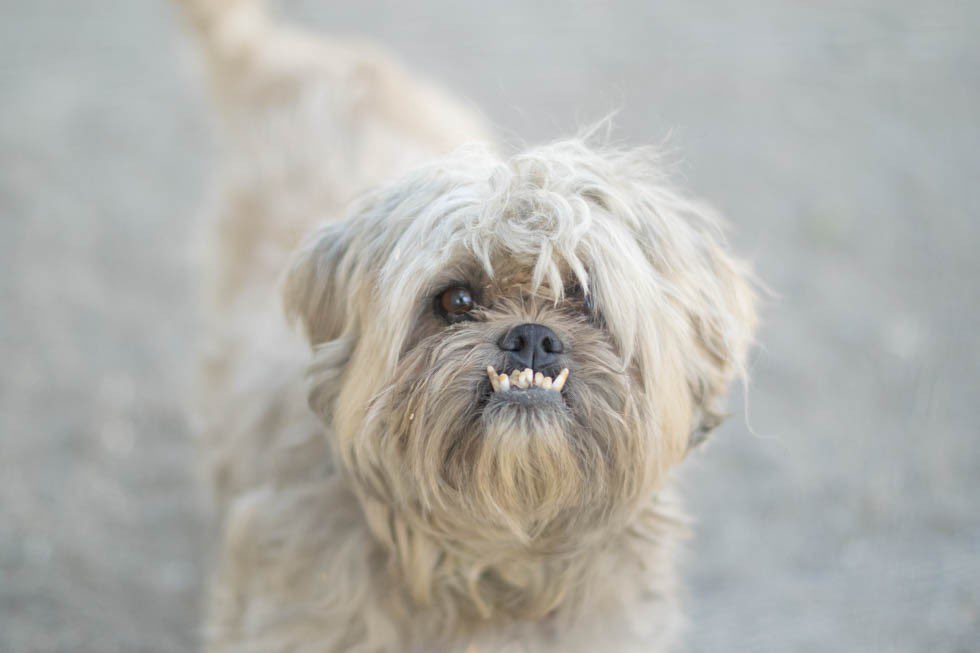 “dog breeders aren’t bad”

their purebred $1000 puppies: