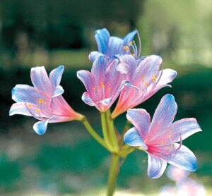 【追加】鬼滅の刃 青い彼岸花(リコリス・スプレンゲリー)→「再会の願い・悲しい思い出・遠い思い出」 