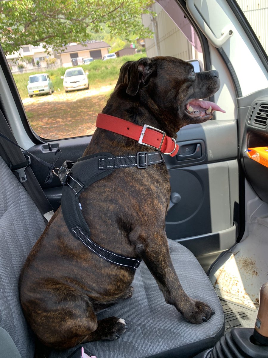 小豆島の漁師 はまゆう うちの愛犬のまだらがいなくなって 港に車を止めて船で3日間捜索 見つからずに帰ると なぜか車内にはまだらがいて ぐったりとしている まだら 僕はそう叫ぶと 急いで水と食料を与えた 車内には食料と水があったのに 小豆島の漁師 はまゆう うちの愛犬のまだらがいなくなって 港に車を止めて船で3日間捜索 見つからずに帰ると なぜか車内にはまだらがいて ぐったりとしている まだら 僕はそう叫ぶと 急いで水と食料を与えた 車内には食料と水があったのに