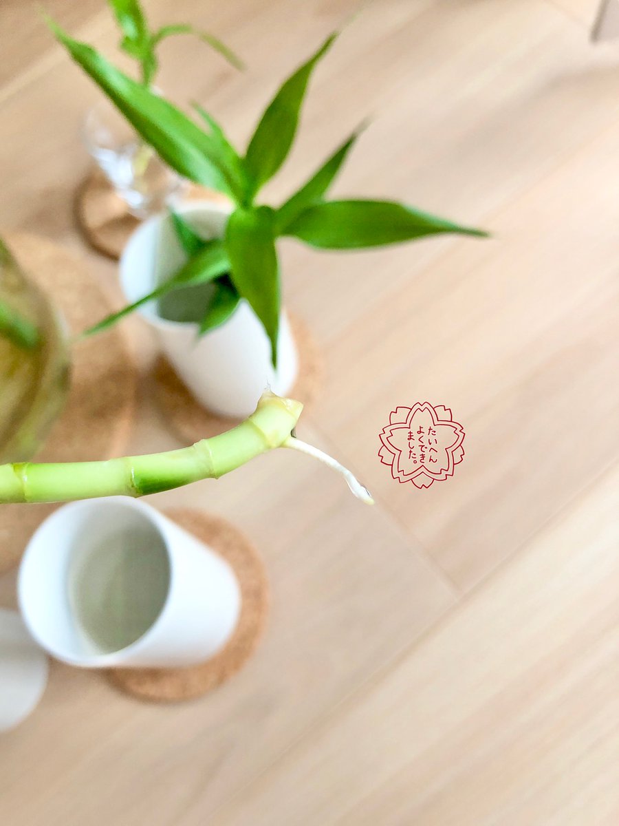 ミリオンバンブー