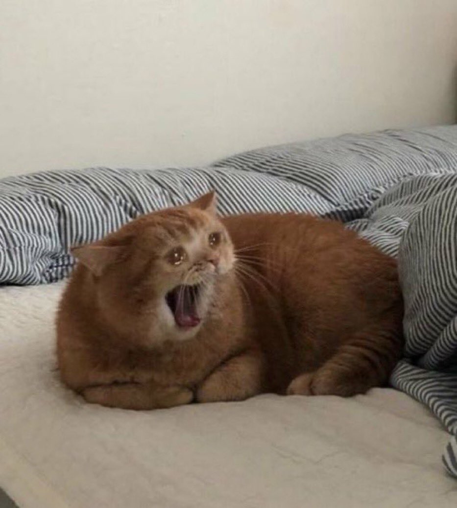 Screaming Crying Cat Meme / All templates / create meme cat , crying.