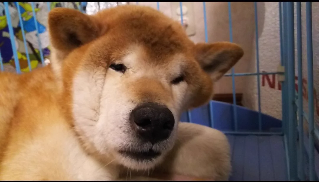 寝起きに異変？飼い主が愛犬の最強のお惚け顔を激写!？