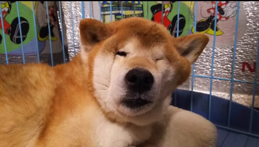 寝起きに異変？飼い主が愛犬の最強のお惚け顔を激写!？