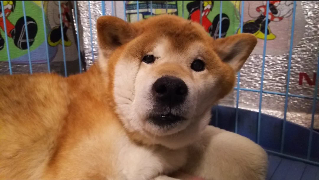 寝起きに異変？飼い主が愛犬の最強のお惚け顔を激写!？