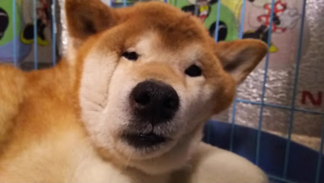 寝起きに異変？飼い主が愛犬の最強のお惚け顔を激写!？