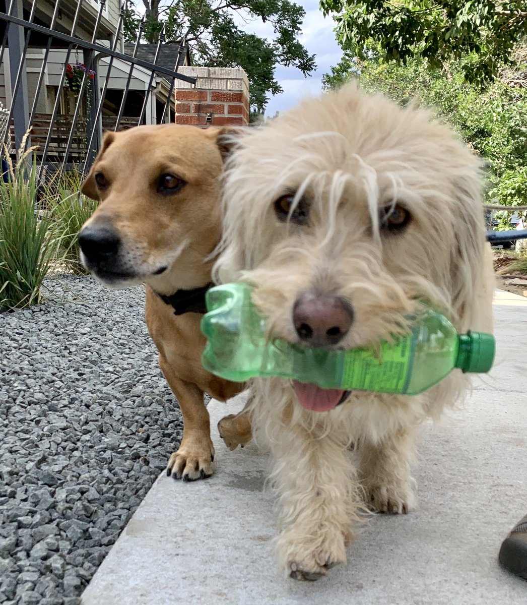 Rilke_Treasures's tweet photo. Doing the Dew with my bro...
@MountainDew #DoingtheDew #dogs #dog #dogsoftwitter https://t.co/DCbn6pmalA