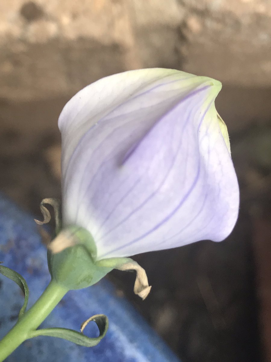 DocKen77's tweet photo. #Gardening
#GardenersWorld 
#Flowers 
#BlueBalloons 
#NewFavoriteFlower 
#Perennial 
Left—before blooming; right—fully bloomed. I’ll see how these do this year. I love, love, love the color. #Gorgeous https://t.co/0gncCGjO2B