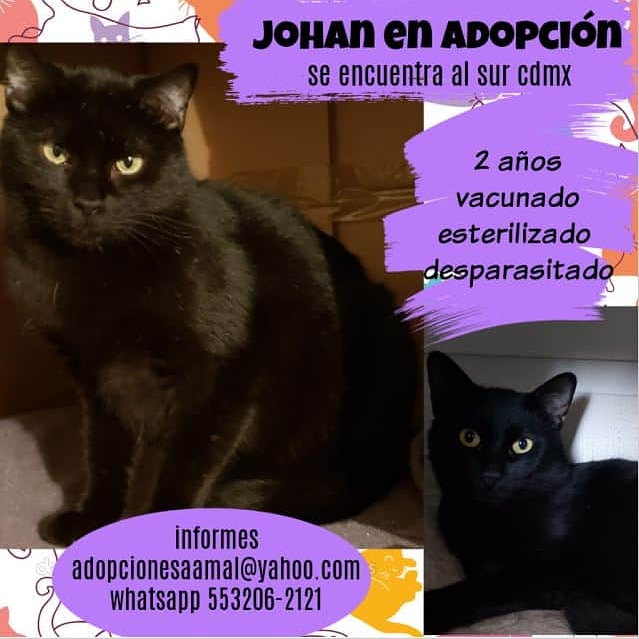 <a href="/lagateria/">La Gatería</a> Este guapo negrito está esperando encontrar a su media naranja humana, el sabe que muy pronto tendrá una linda familia...   #adopciones #adoptanocompres #adoptaungatito #proyectogattocdmx #porunasegundaoportunidad  #lovelycats #cats  #gato #gatoslindos #love #rt
